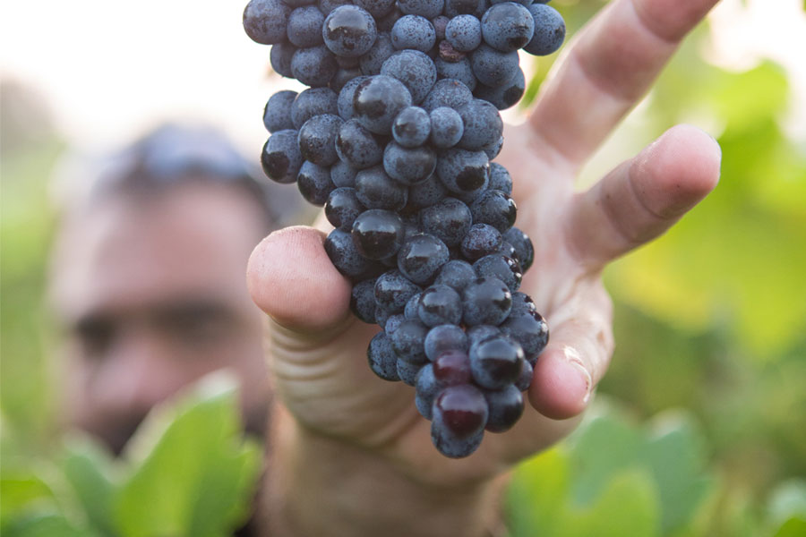 uve selezionate per vini pregiati salento