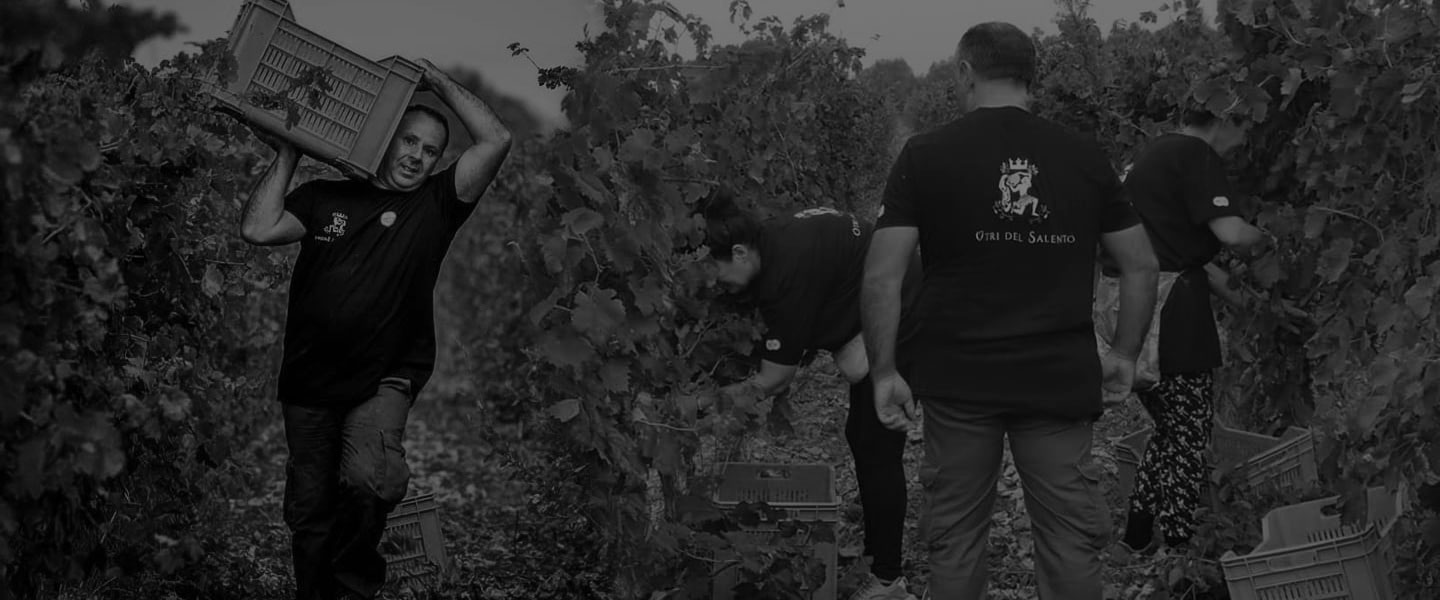 vendemmia uva vini pregiati salento