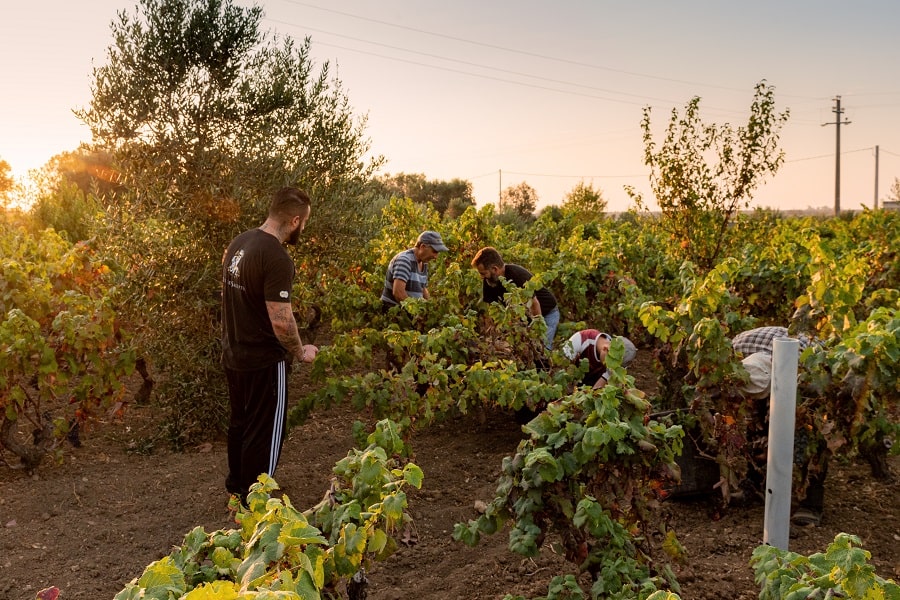 Vino Negramaro Salento