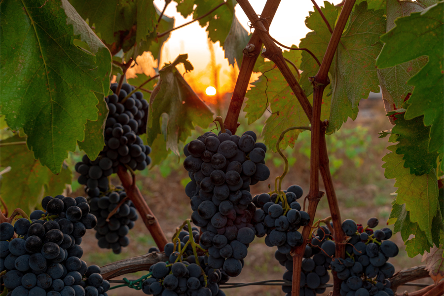 fasi lunari imbottigliamento vino salento